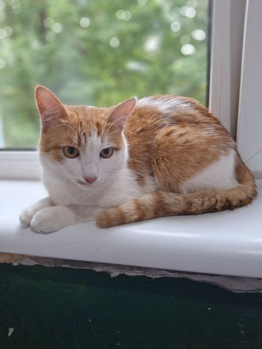 Кастрированный бело-рыжий котёнок-подросток ищет дом! В хорошие руки!