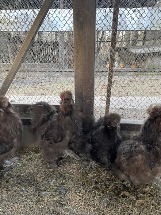 Kury silki jedwabiste typ USA czekoladowe rok 2025