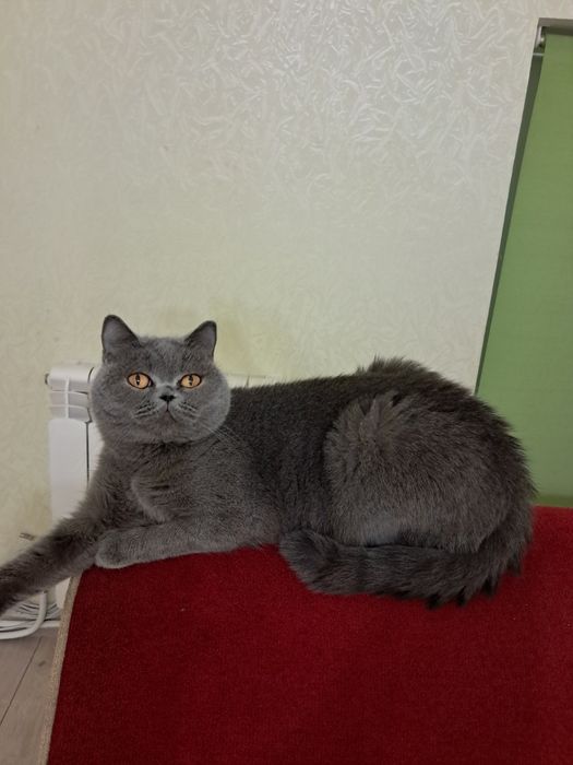 Чистокровні хлопчики.голубий,та ліловий