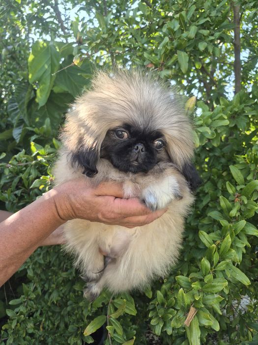 Pequines magnifico