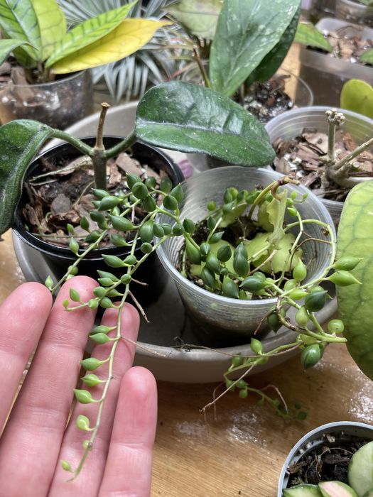 Обмін рослинами