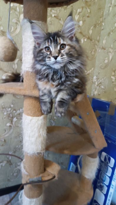 Котята Мейн кун кошенята