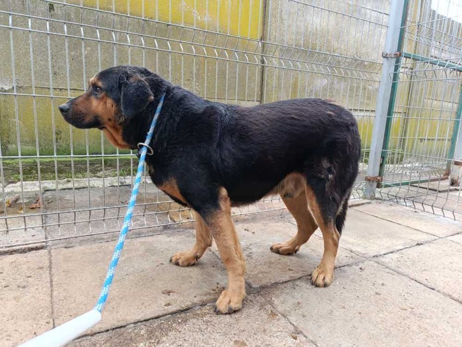 049394 Ballu do adopcji