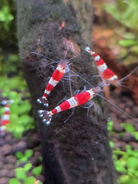 Krewetki akwariowe Crystal Red - Caridina