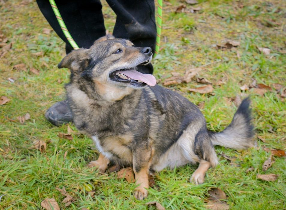 Mały przytulaśny psiak szuka domu