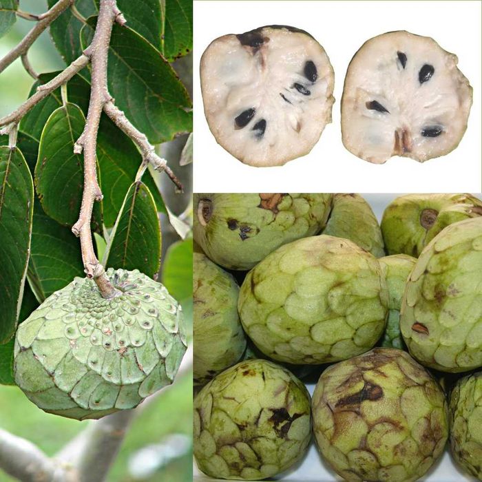 Anoneira (Annona cherimola) e Atemoia