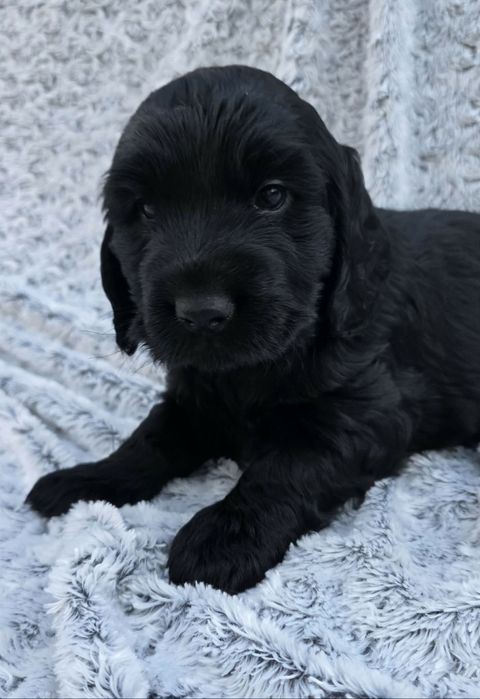 Dziewczynka cocker spaniel angielski