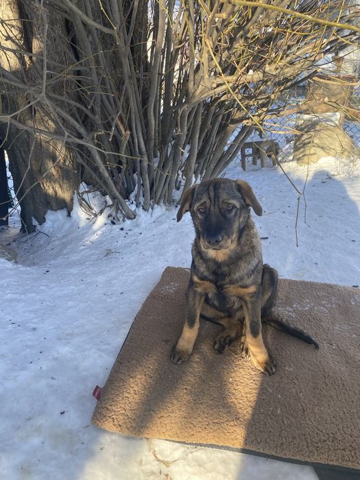 Прилаштовуються цуцики