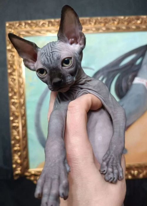 Канадські сфінкси