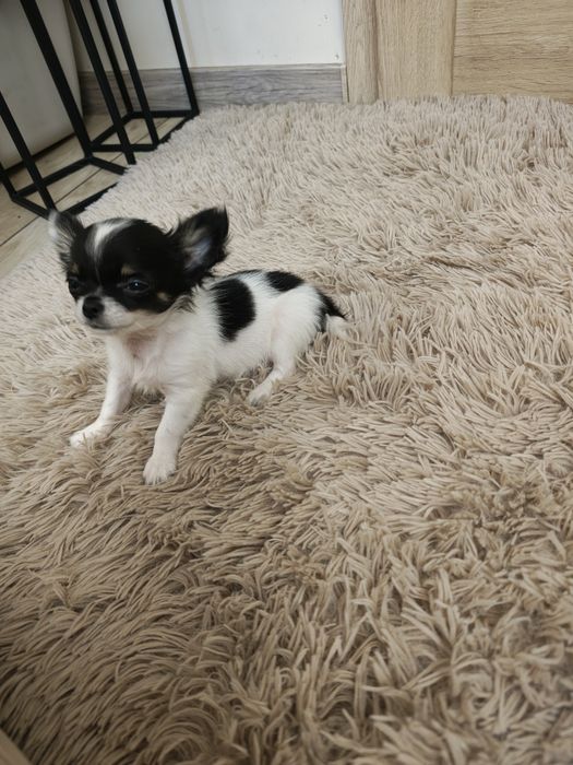 Chihuahua piesek