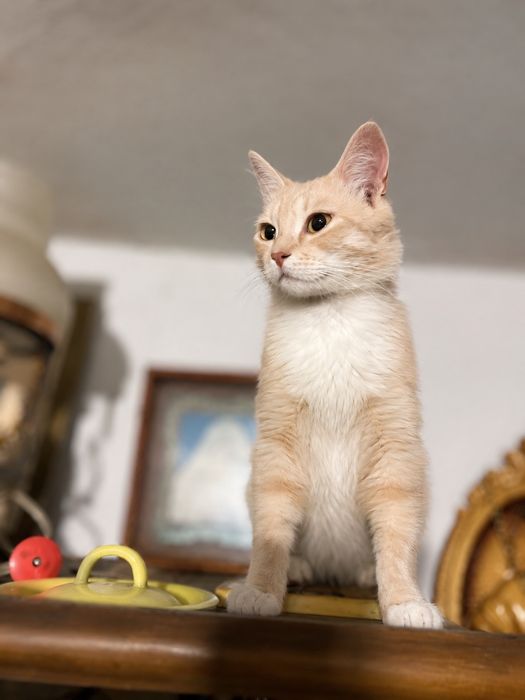 Кастрований котик шукає дім! Ручна, любить лащитися