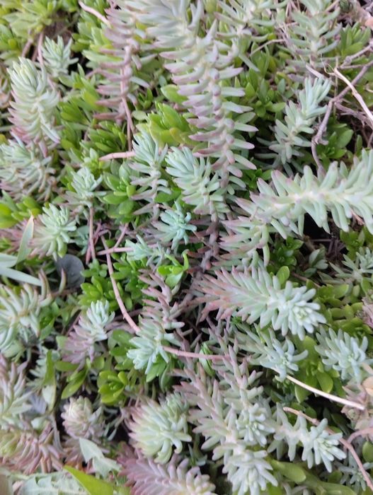 Грунтопокривні рослини. седум (очиток), вербейник.