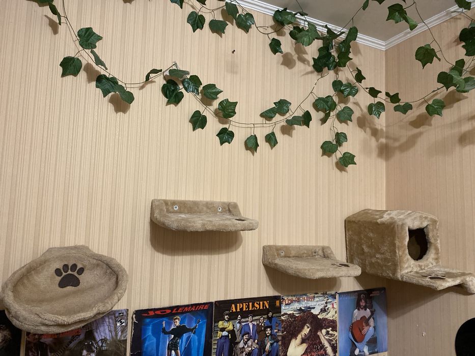 Комплекс настіний для котів від 250 грн