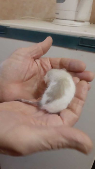 Продаю маленьких ручных любопытных крысок