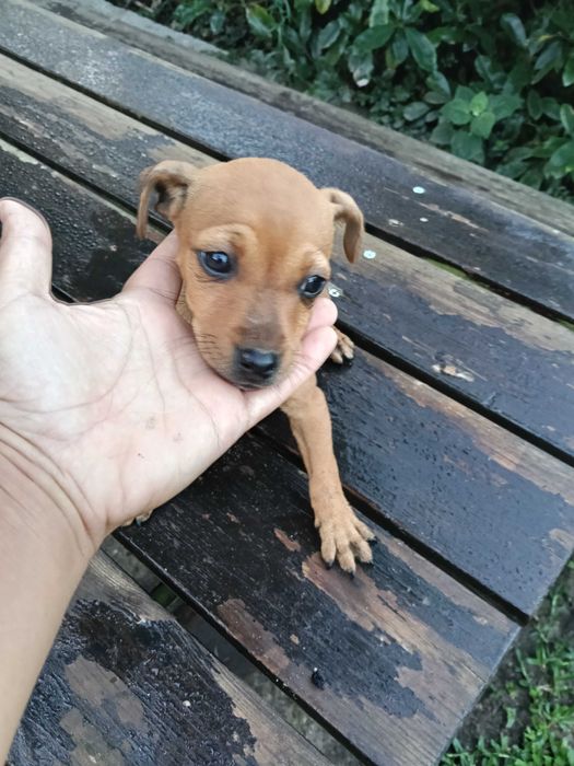 Pinscher fêmea linda