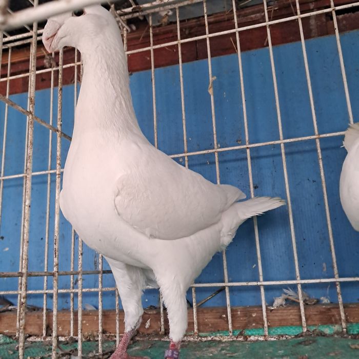 Niemiecki wystawowy import niemcy możliwy transport