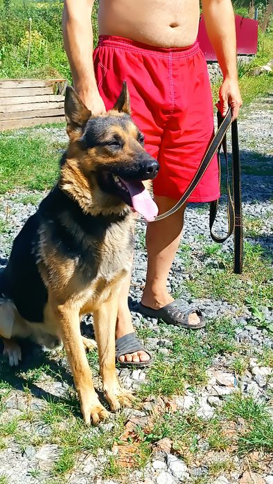 Німецька вівчарка для в'язки