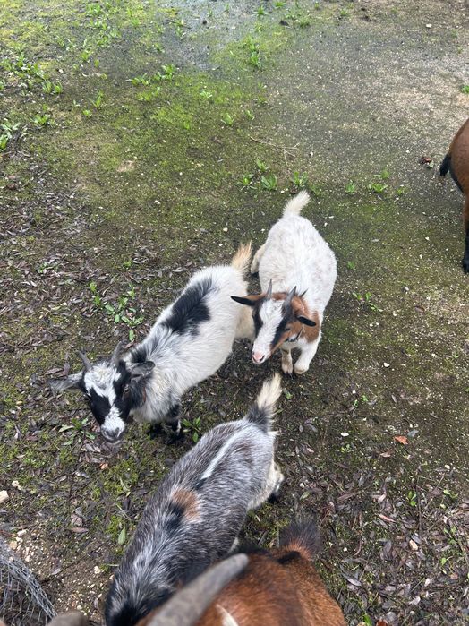 Trio, Bode anão e 2 cabras micro anãs