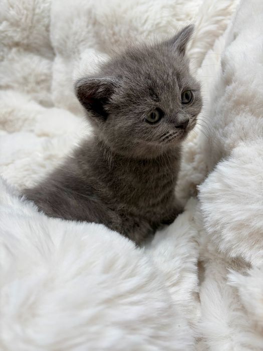 Kotka brytyjska niebieska krótkowłosa