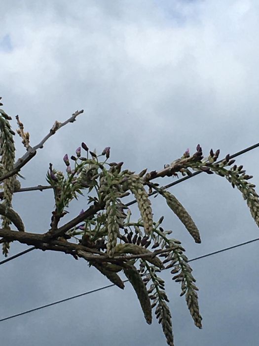 Wisteria kwitnaca