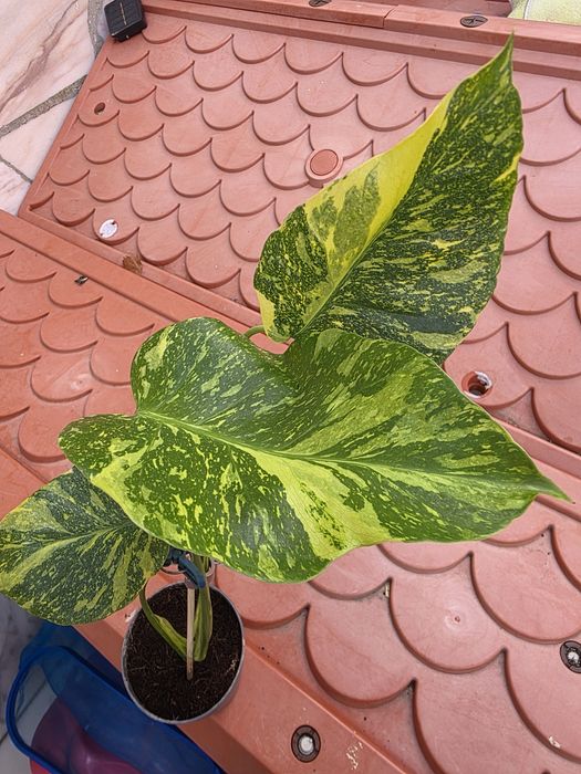 Monstera  Electrolyte/ ElectroLight