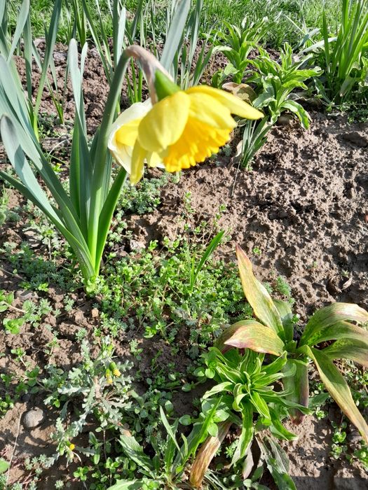 Піон рожевий та бордовий продам