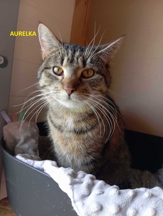 Kotki Aurelka i Benia do adopcji