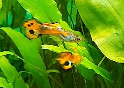 Акваріумні рибки гупії