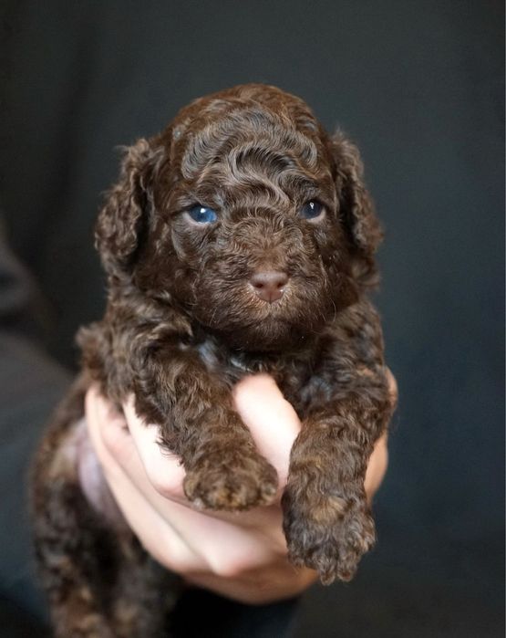 Дівчатка Той Пуделя та Кавалер Кінг Чарльз