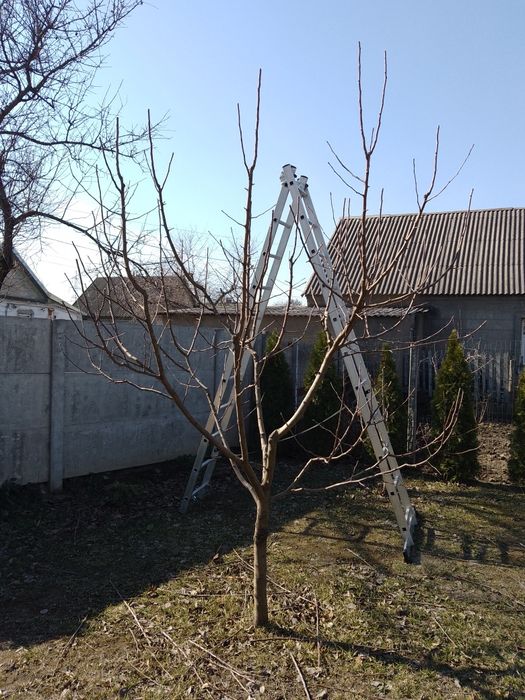 ОБРЕЗКА деревьев и кустарников Каменское