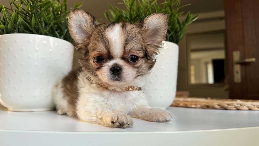 Piesek Chihuahua z Rodowodem Chipem Mini 1,8kg Tricolor Yoggi