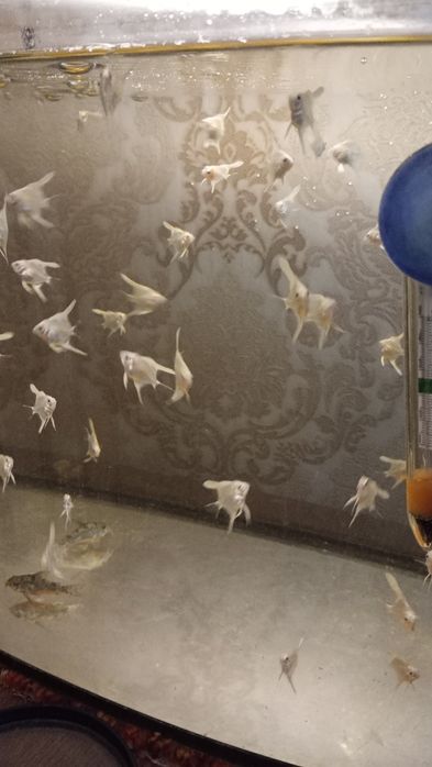 Продаю малышей ,1.5 мем. Платиновые скалярии.