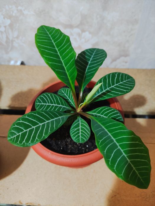 Эуфорбия, Молочай беложилковый