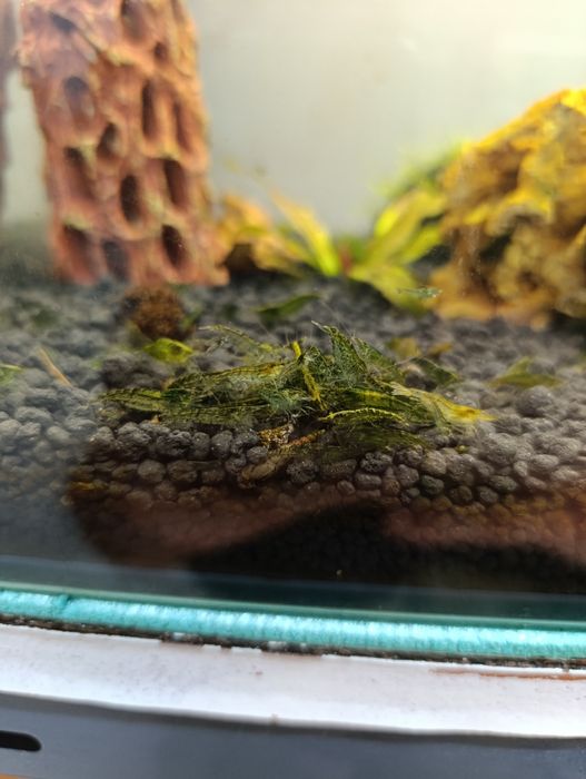 Krewetki green yade