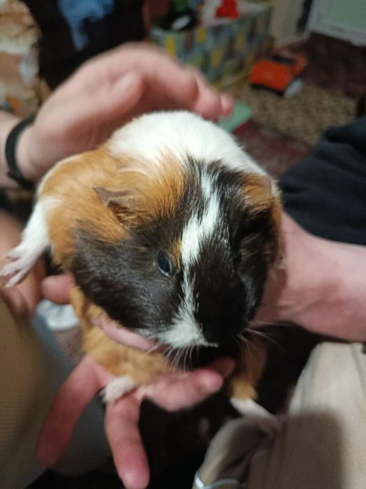 Отдам с клеткой за символическую цену