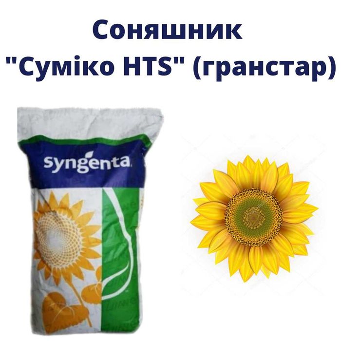Насіння соняшнику та кукурудзи дуже багато є в наявності гібридів
