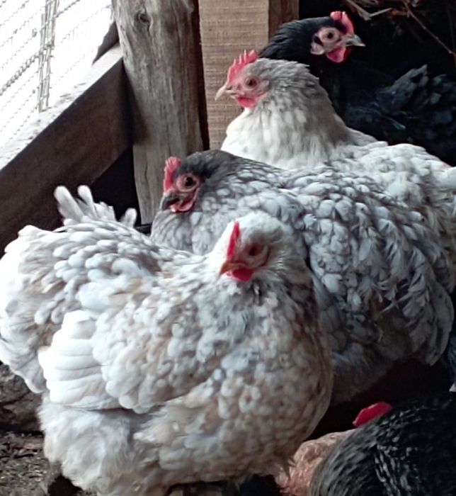 Породистые карликовые кохинхины