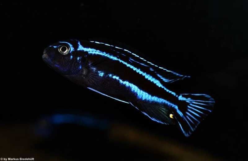 Maingano Ciclídeo Africano Malawi