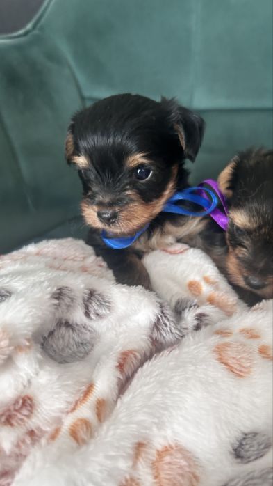 Szczeniaki yorkshire Terrier