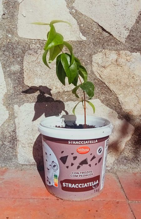 Pitangueira - Eugenia uniflora