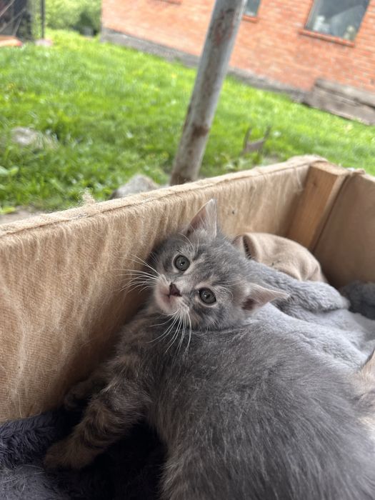 Кошенята шукають родину
