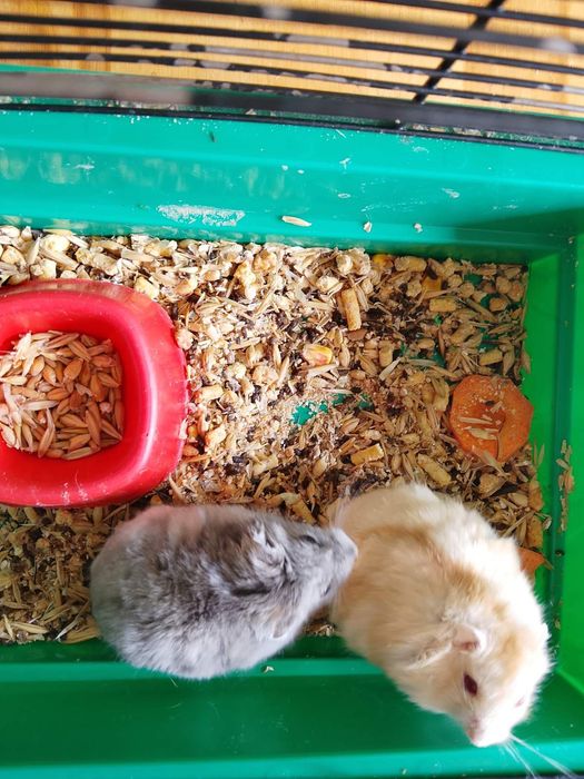 Джунгарский хомяк