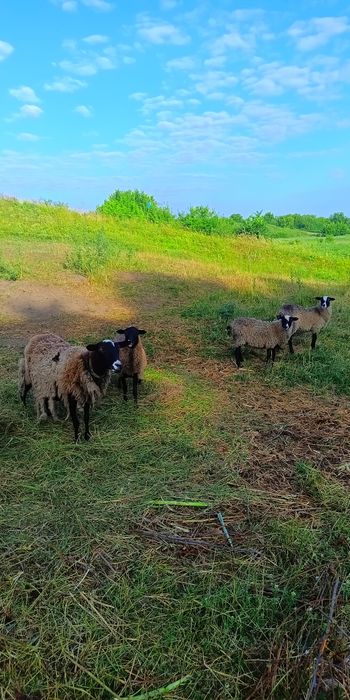Вівця , романівські вівці