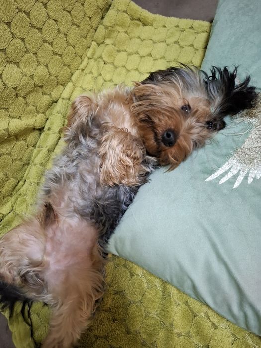 Продам. Йоркширський терєр, хлопчик, стандарт. 8 місяців