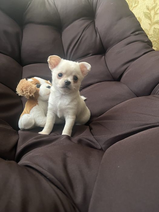 Хлопчик чихуахуа