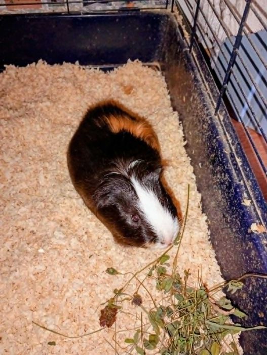 oddam w dobre ręce - REZERWACJA