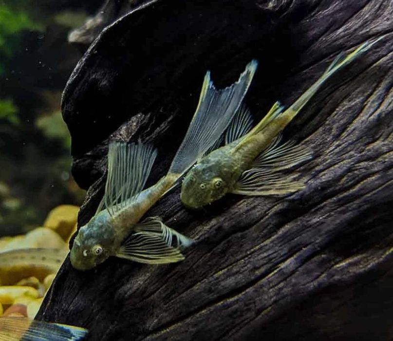 Zbrojnik Green Dragon Welonowy - SKALMAR Sklep Akwarysty