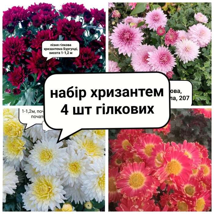набір 4 шт хризантем гілкових середньорослих