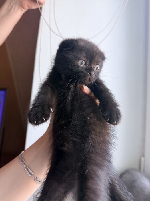 Продам шотландських кошенят.