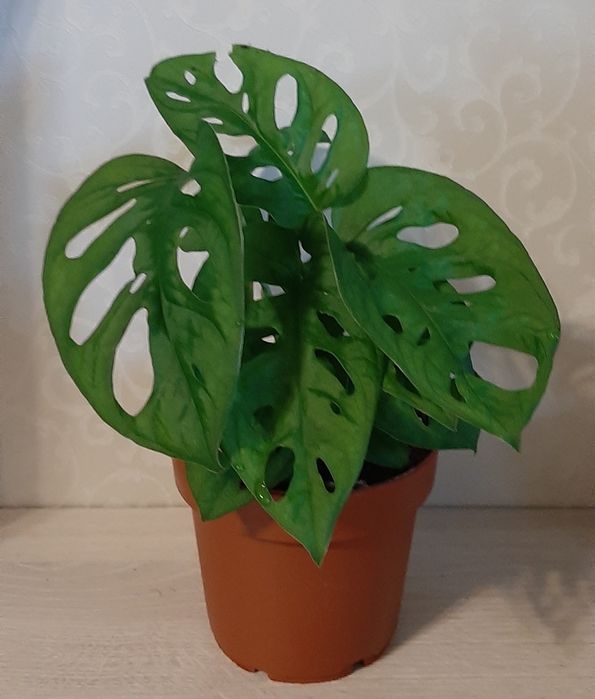 Монстера  Манкі )